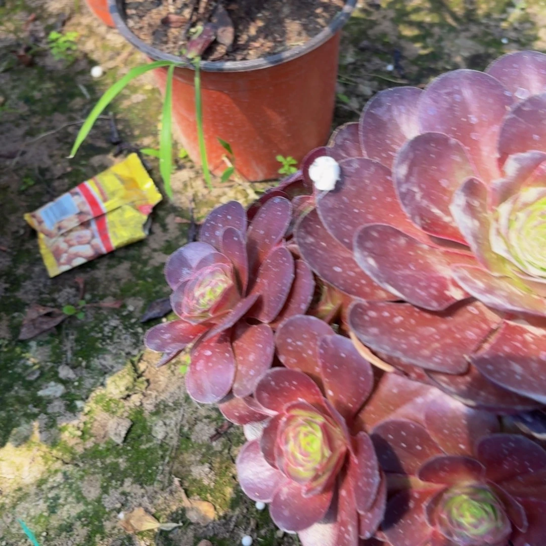 无花朵743多肉植物捧花的