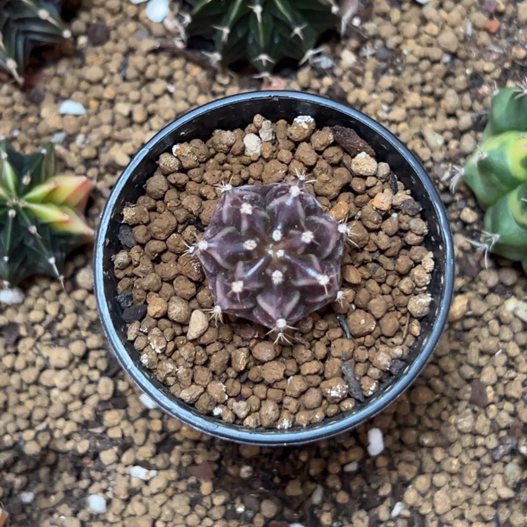 暗夜皇冠侧芽自根带盆土发货18