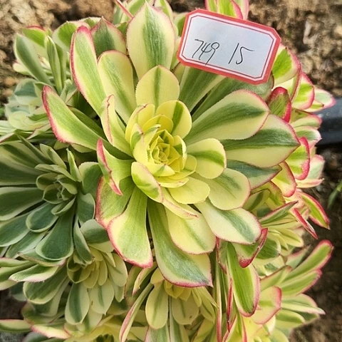 多肉植物倾城749号