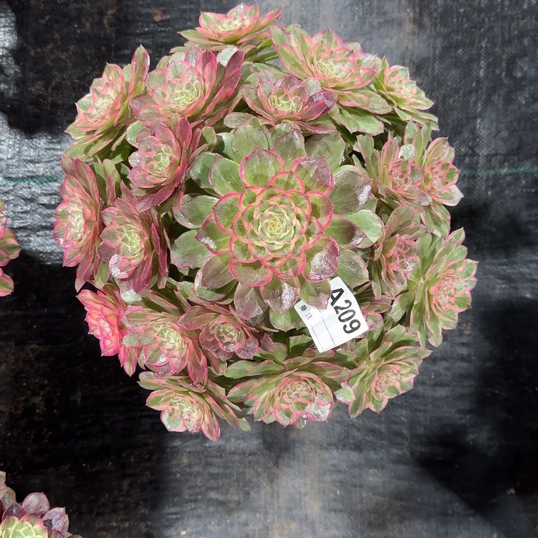 莲花多肉法师a209