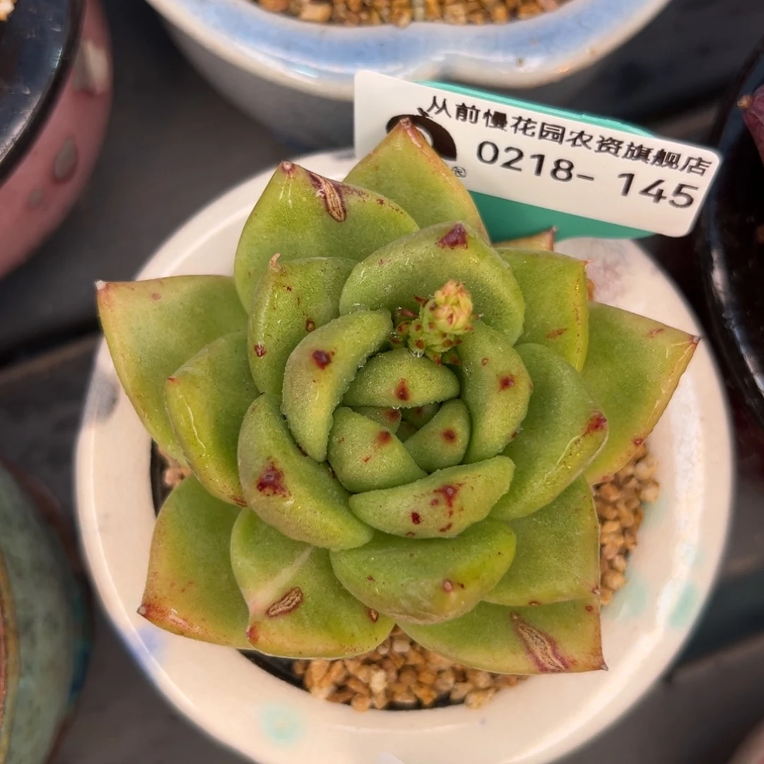 多肉一物一拍0218-145