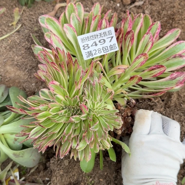 8497两个微仅仅C