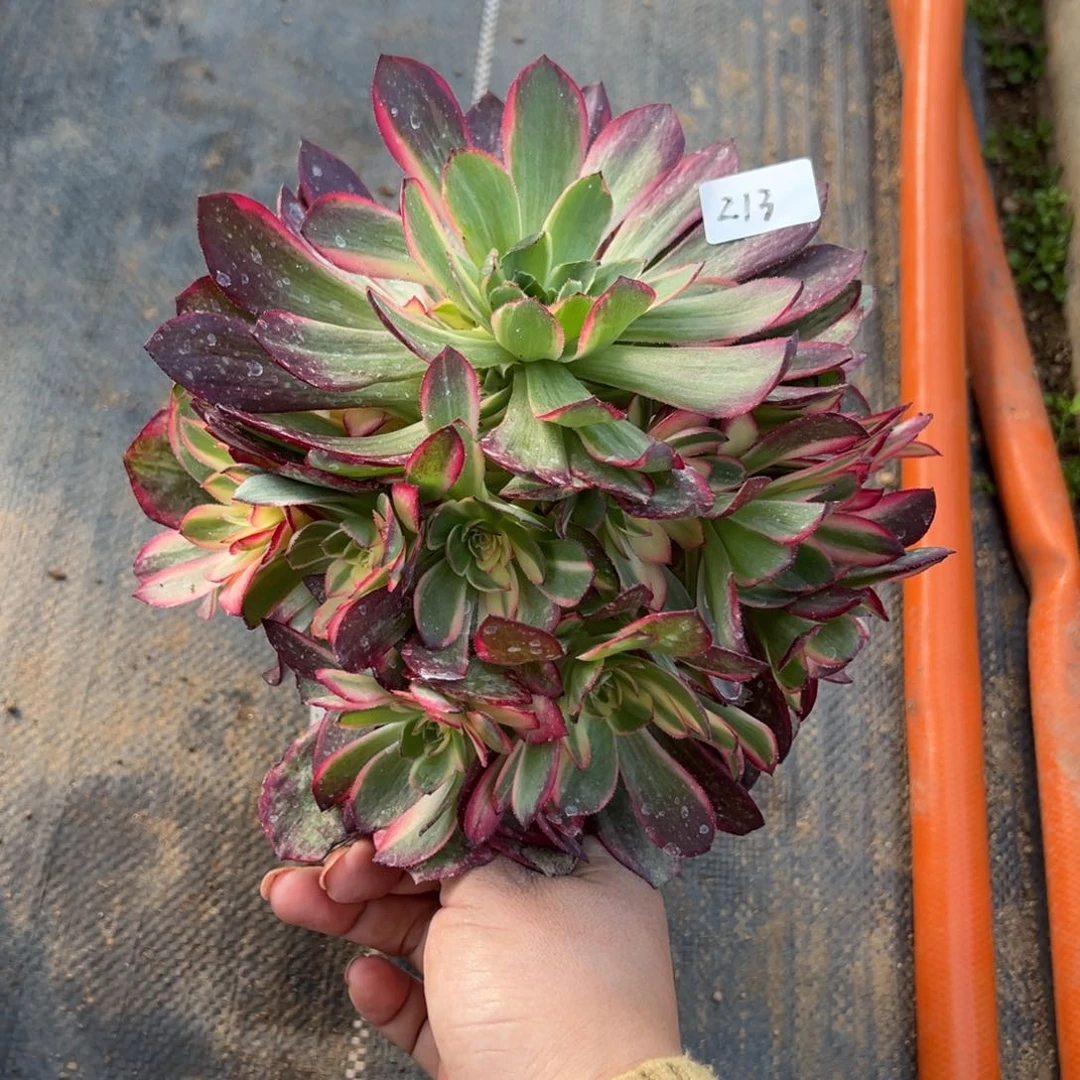 213黑魔锦多肉植物直