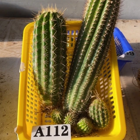 种子苗毛花柱a 112