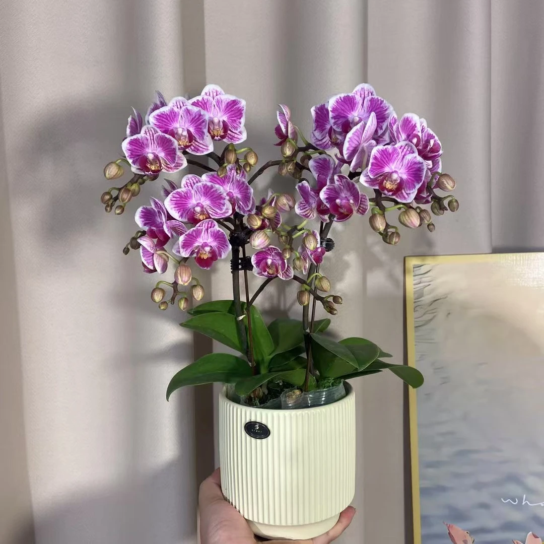 蝴蝶兰《三色彩虹》花苞多带花好养耐花 源头基地直发2-2