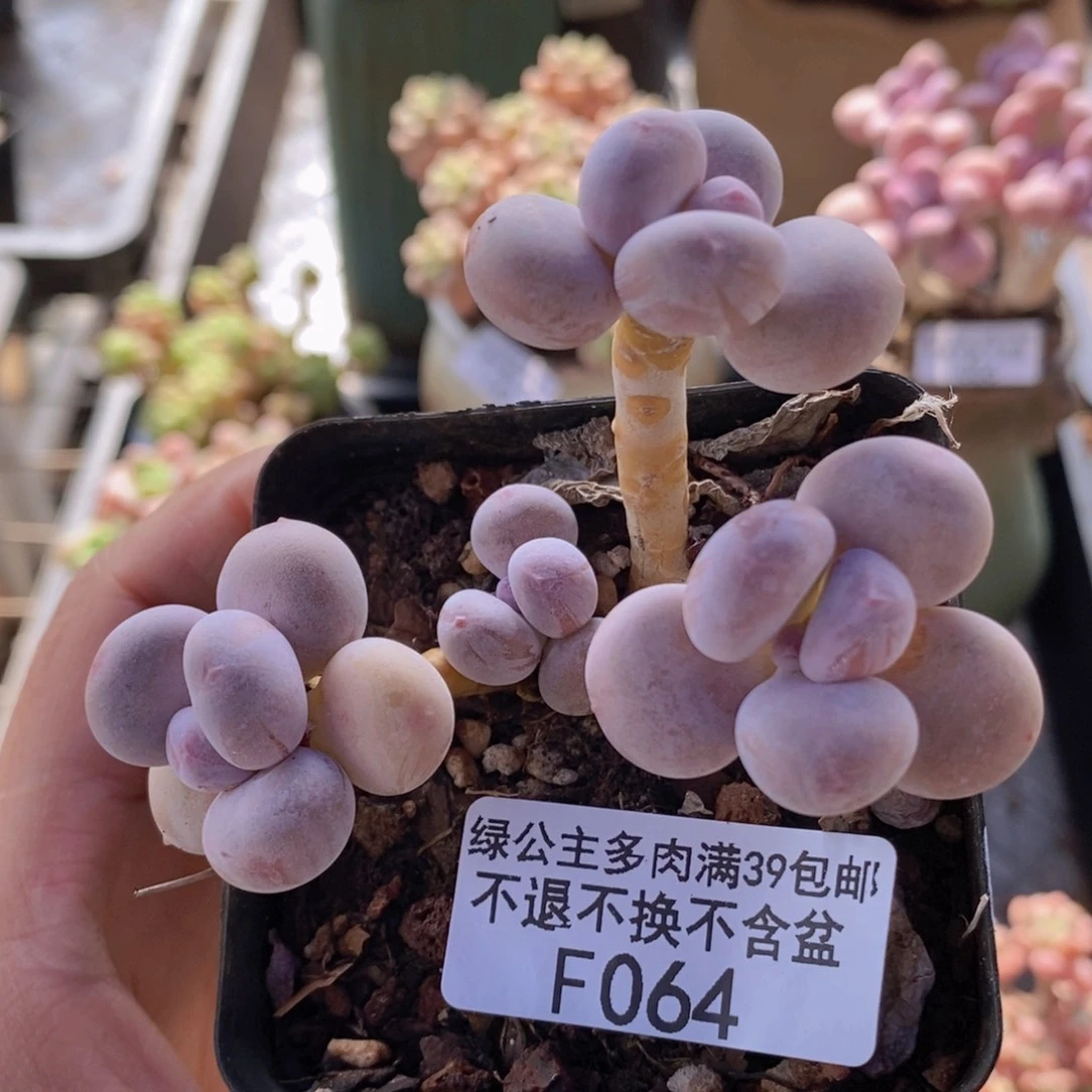 蛋黄奶6cm064多肉植物