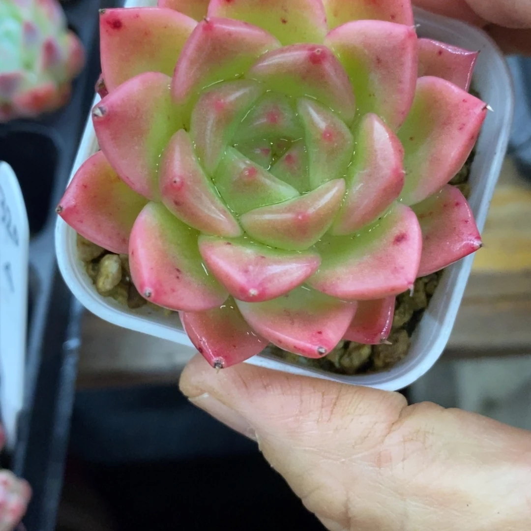 精品多肉一物一拍不包整71