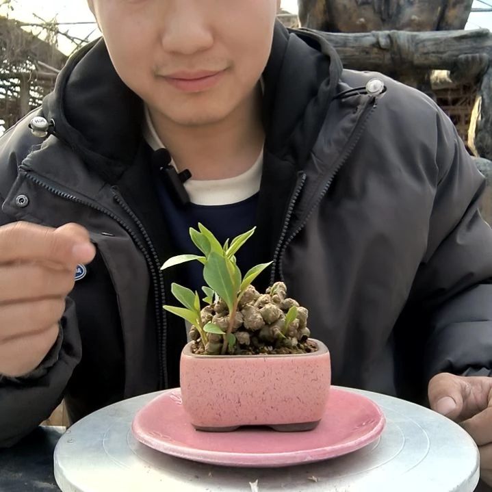 巧*小盆景小植物一物一拍155