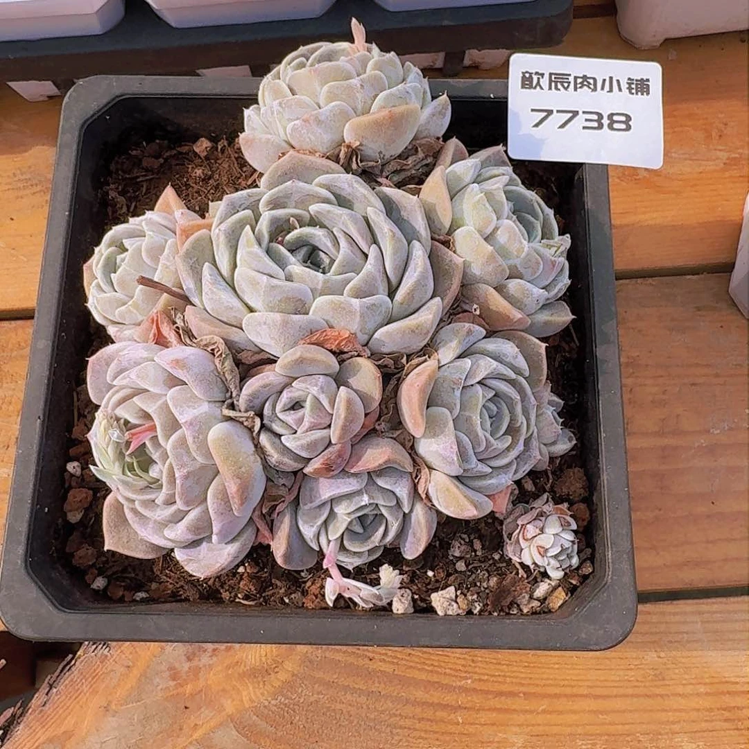 薛*多肉植物汉堡群7738