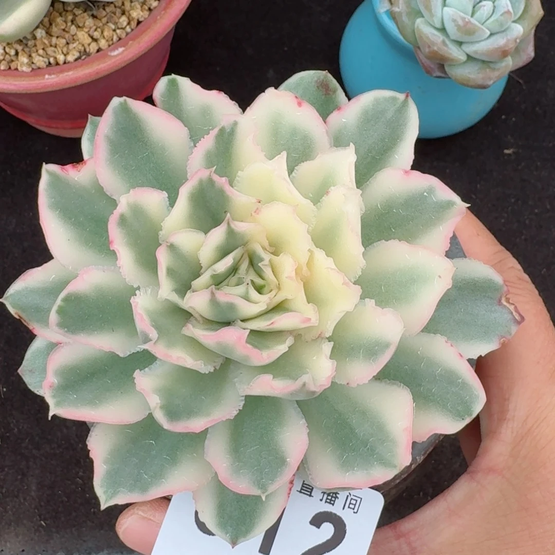 紫蝴蝶锦      愿你一路坦途，乘风破浪展宏图