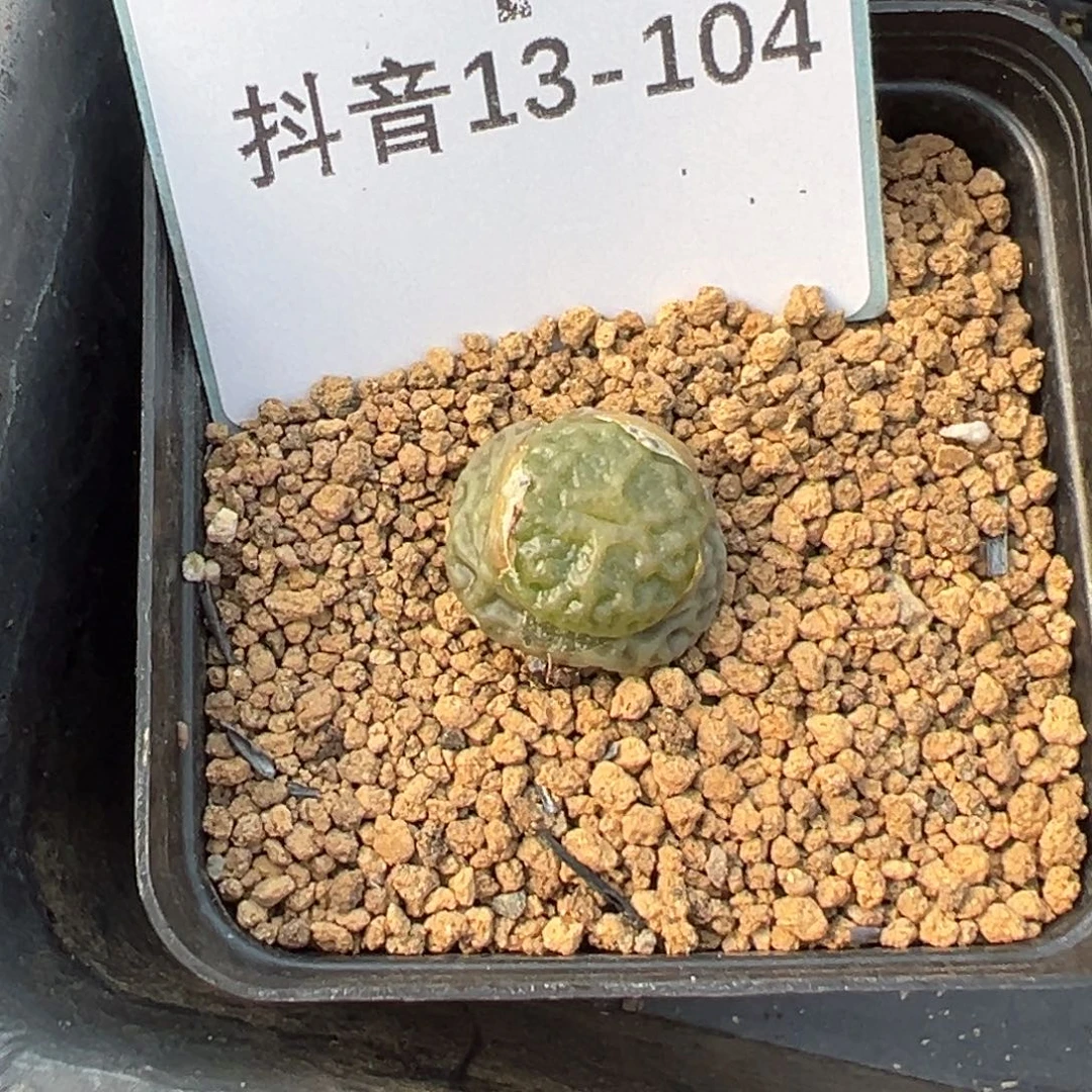 13-104超级烧麦多肉植物