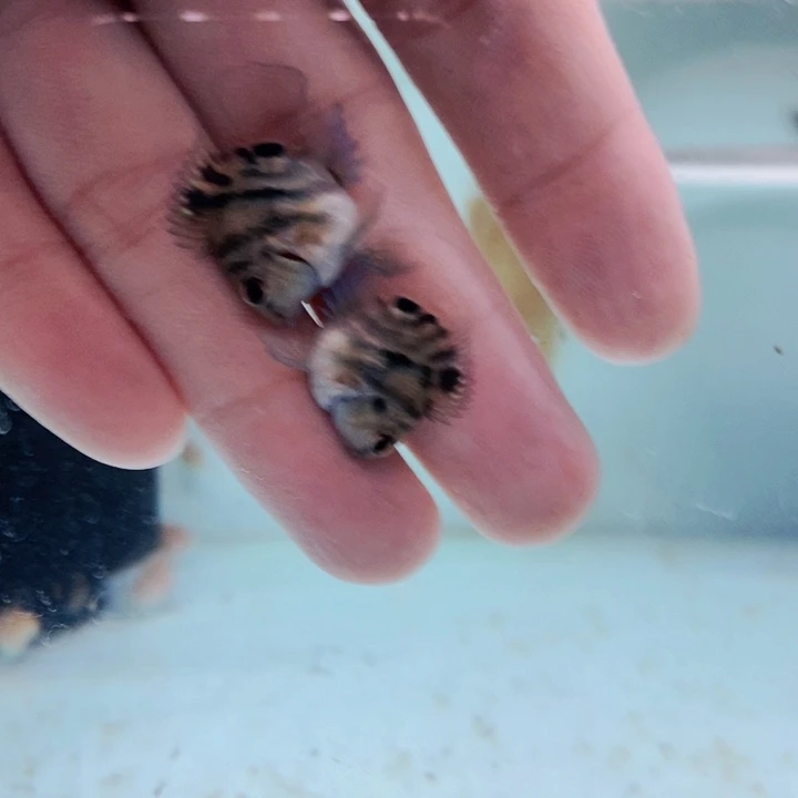 鹦鹉鱼微瑕摩卡两条竞拍中