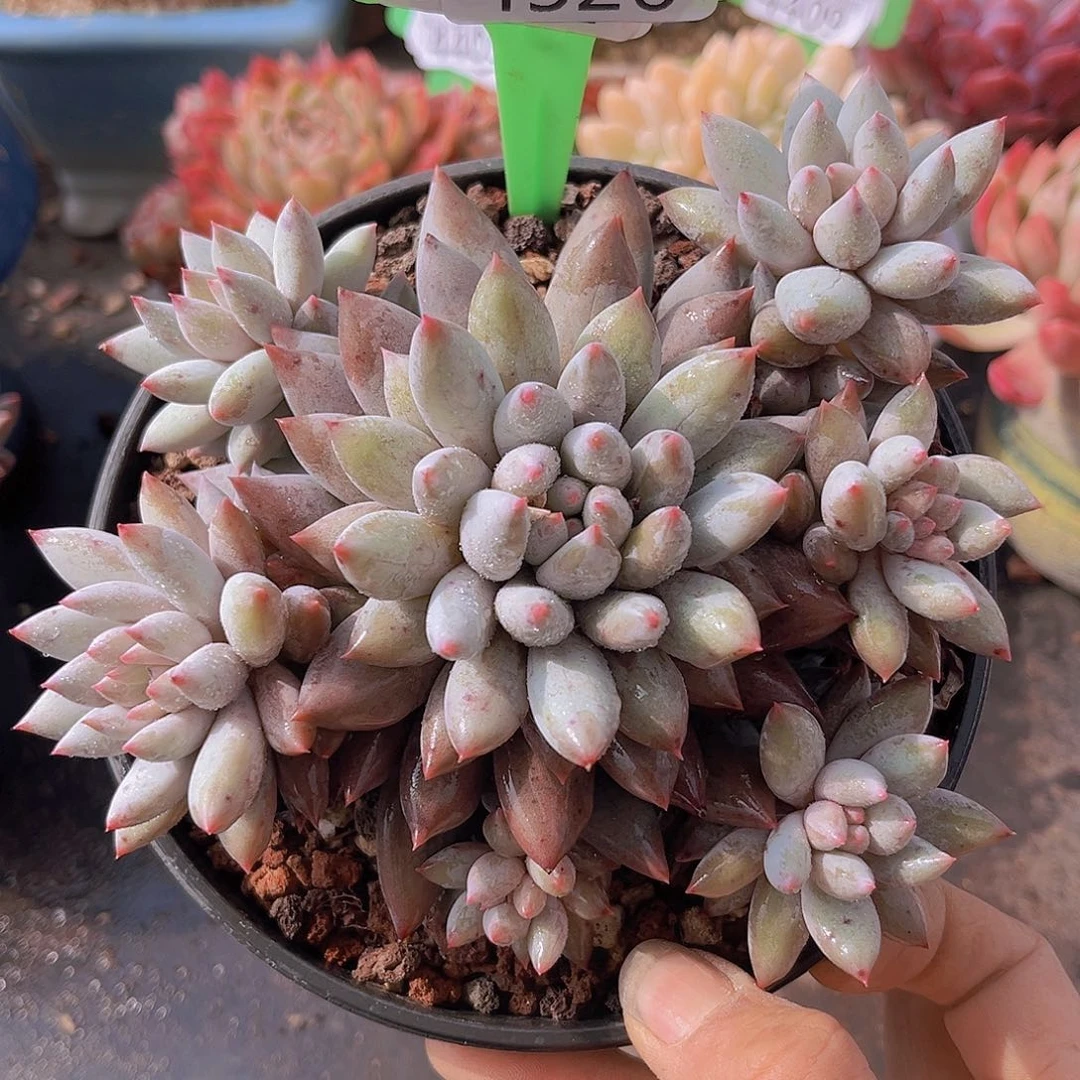 4526所罗门多肉植物