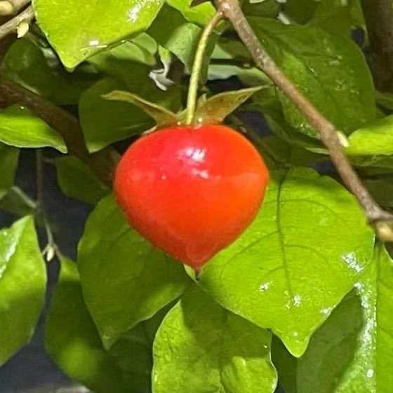 老鸦柿高端盆景素材