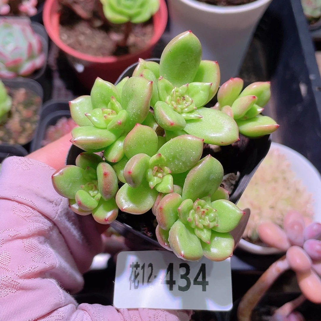 花利美12-434苹果花