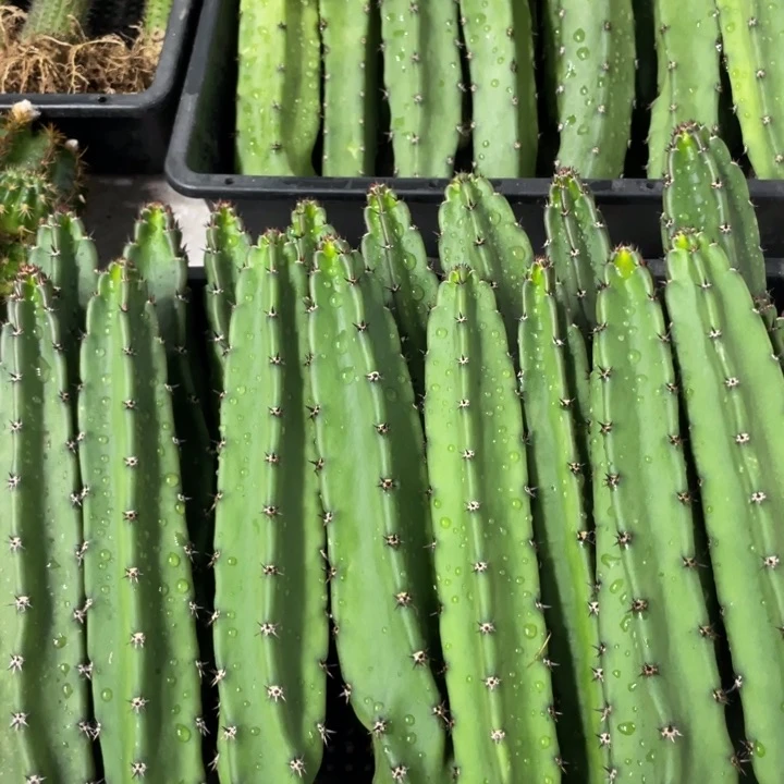 黑刺袖铺实生一代侧芽