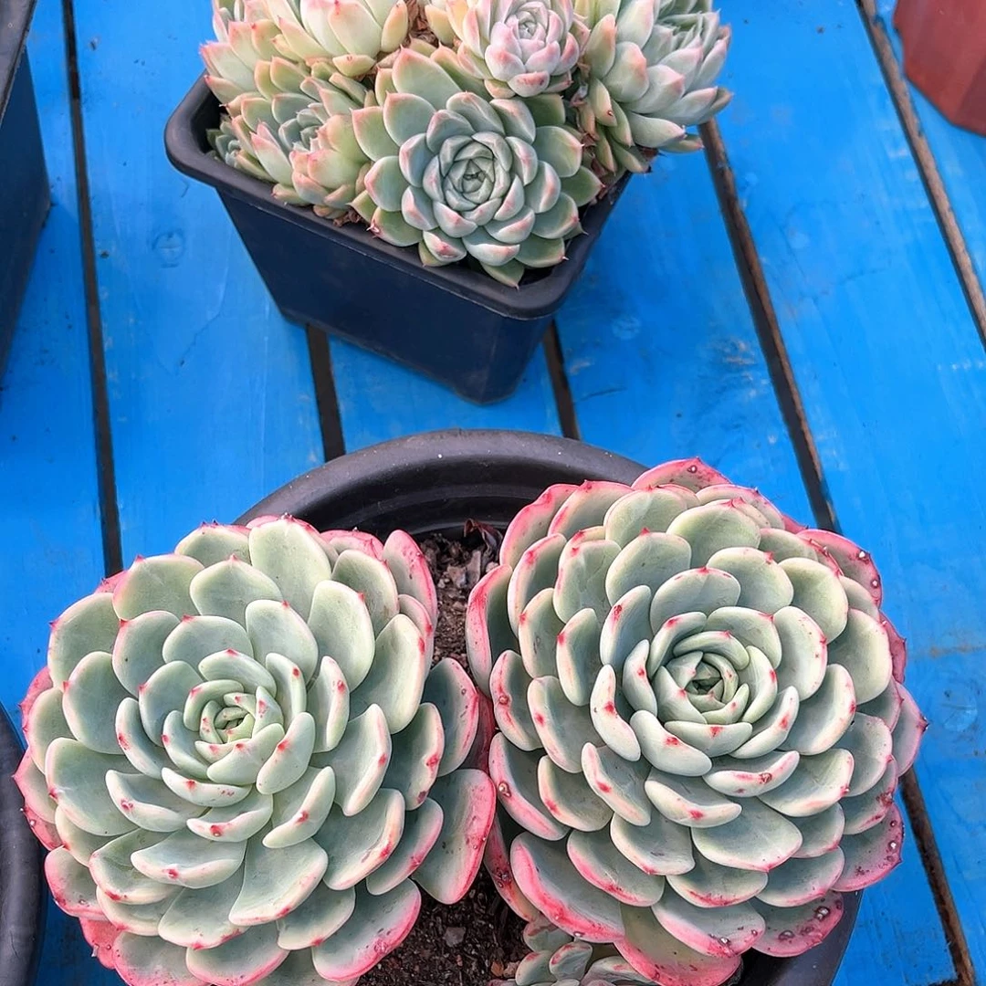 十里桃花群21003