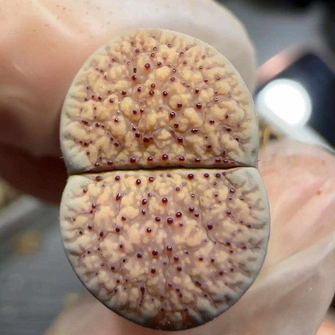 1.17 上播福利 粉朝贡6020