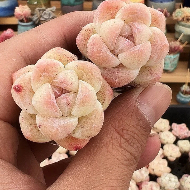 虎****6虎虎专拍冰玉两颗