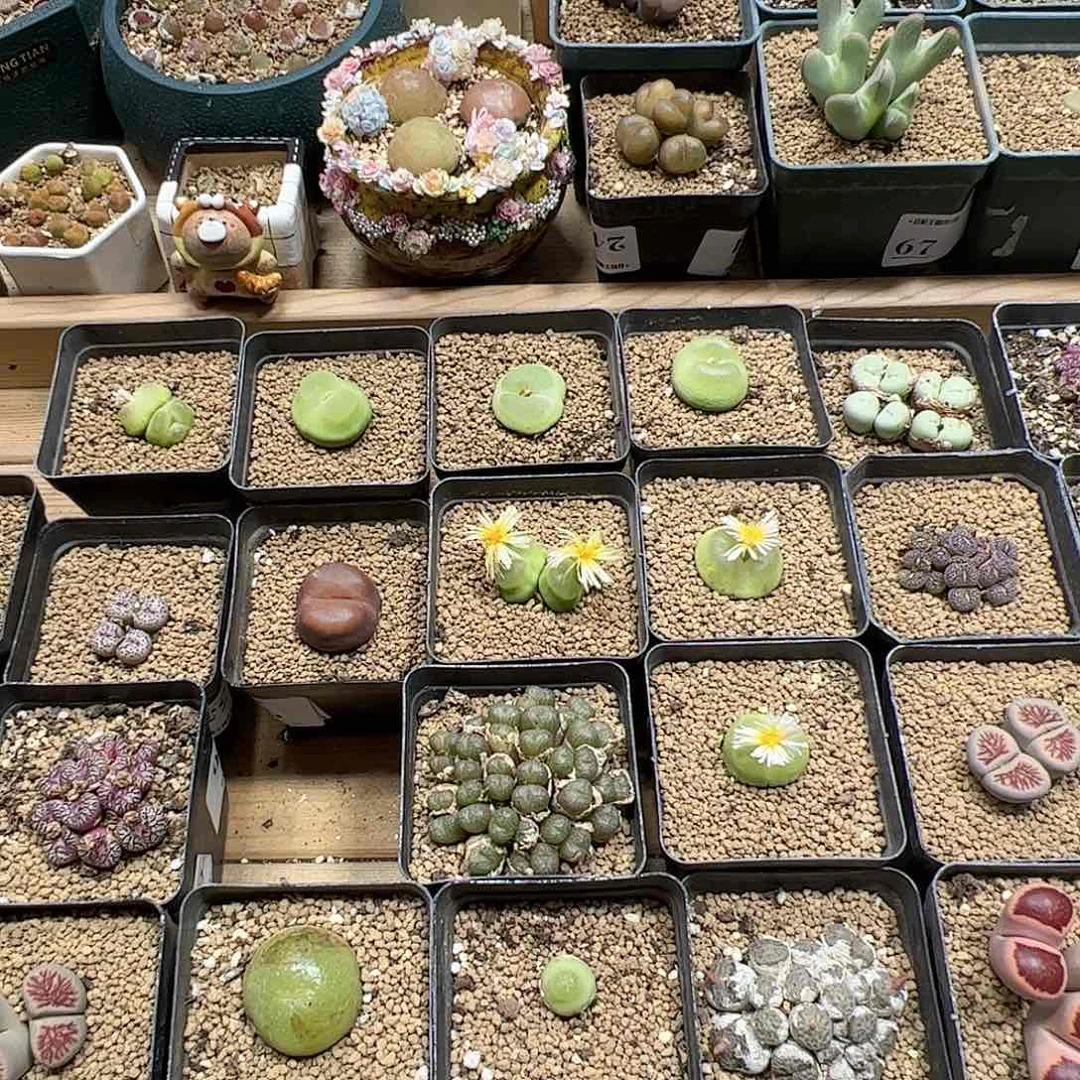 【闪购商品】文*样文小样