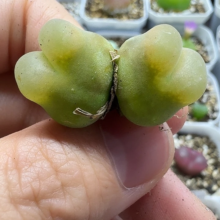 老马生石花双头o泡母本2536