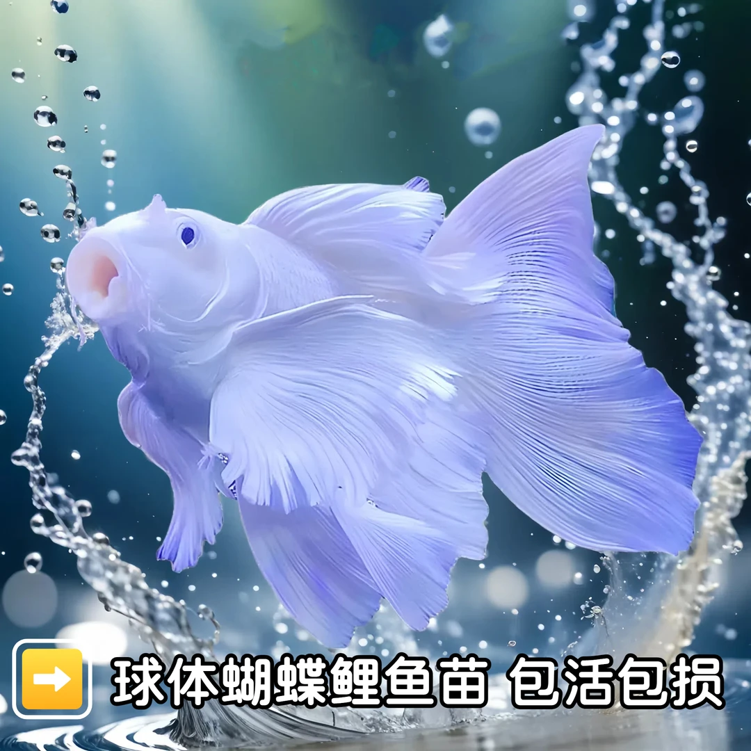 纯种白色短球蝴蝶台湾贵妃蝴蝶鲤观赏鱼大鳍大尾冷水好养耐活