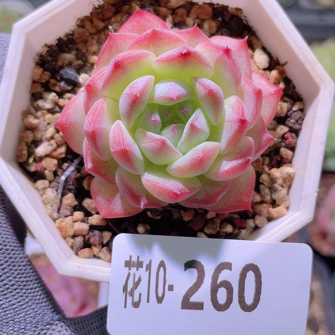 花利美10-260白桃汽水