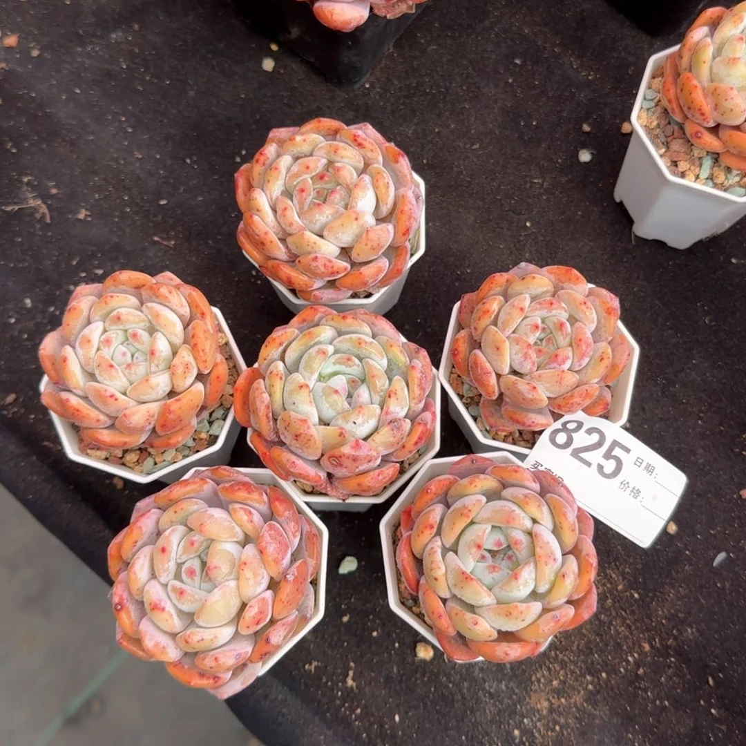 A***玉郑州乐橙多肉