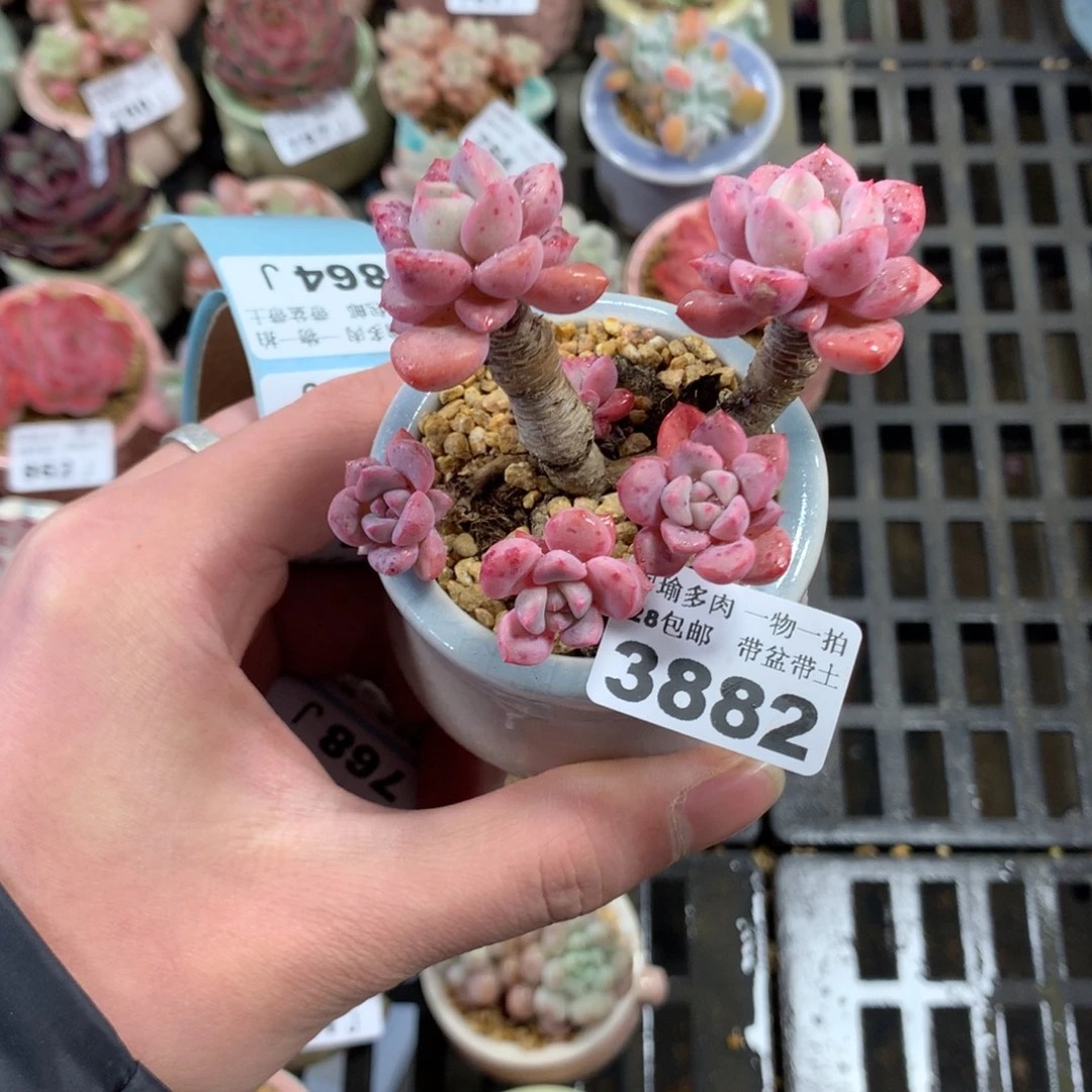 5厘米盆精控多肉3882