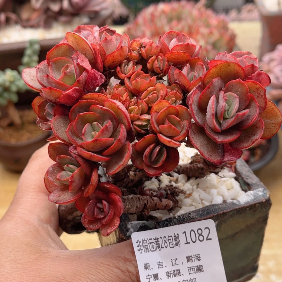 【闪购商品】1082秀妍缀