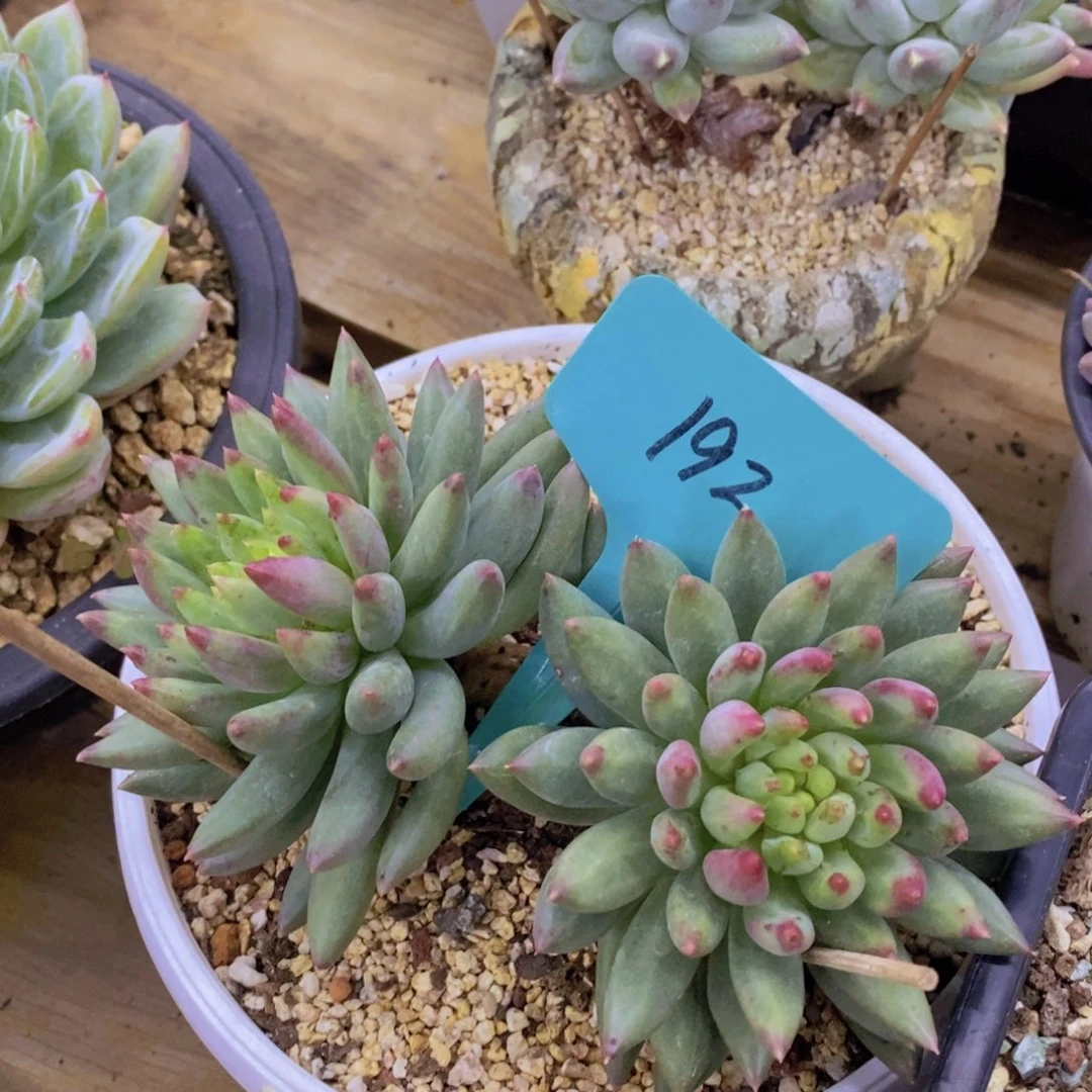 活动专场，最后一场