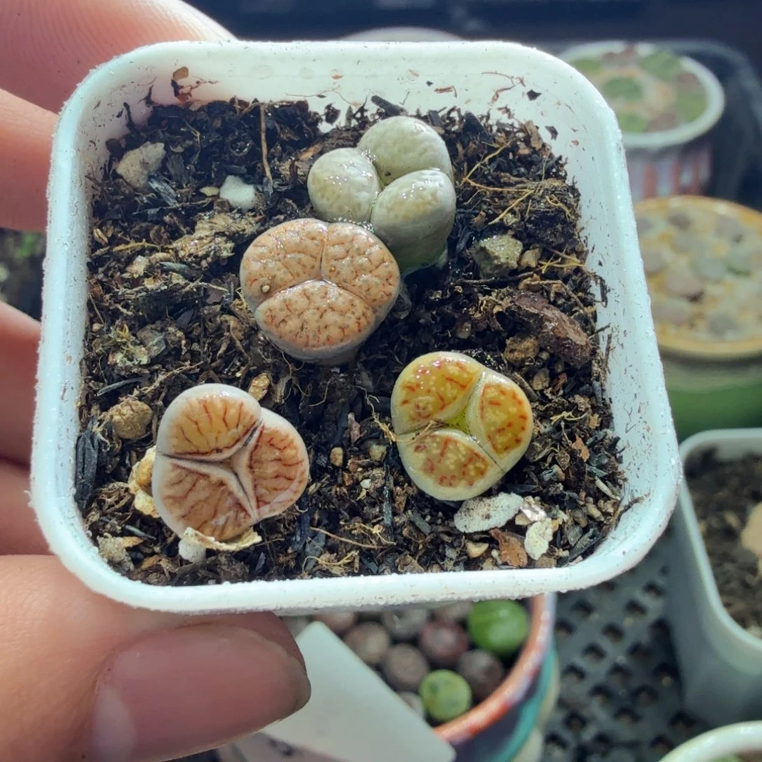 多肉植物和植物等植物的961