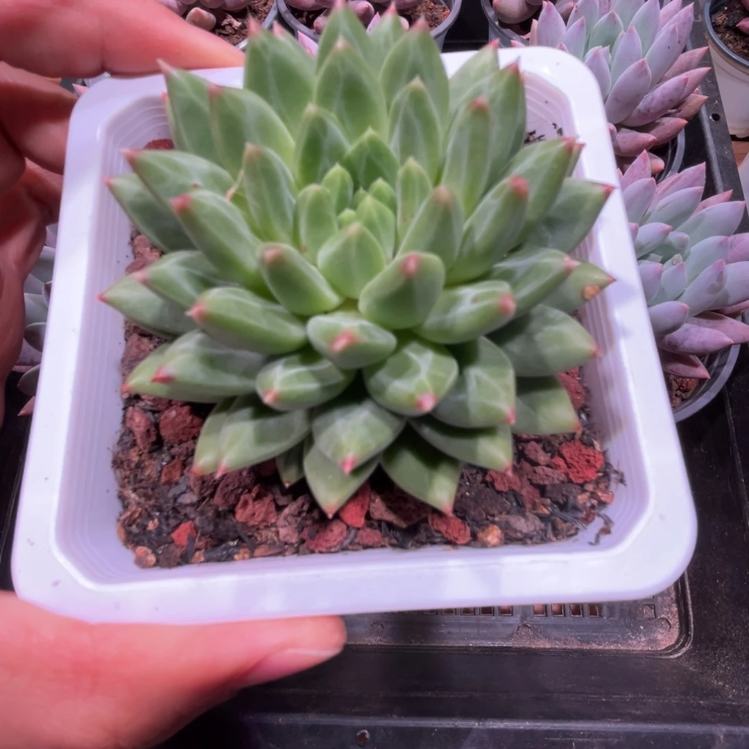 甲骨文，一物一拍。