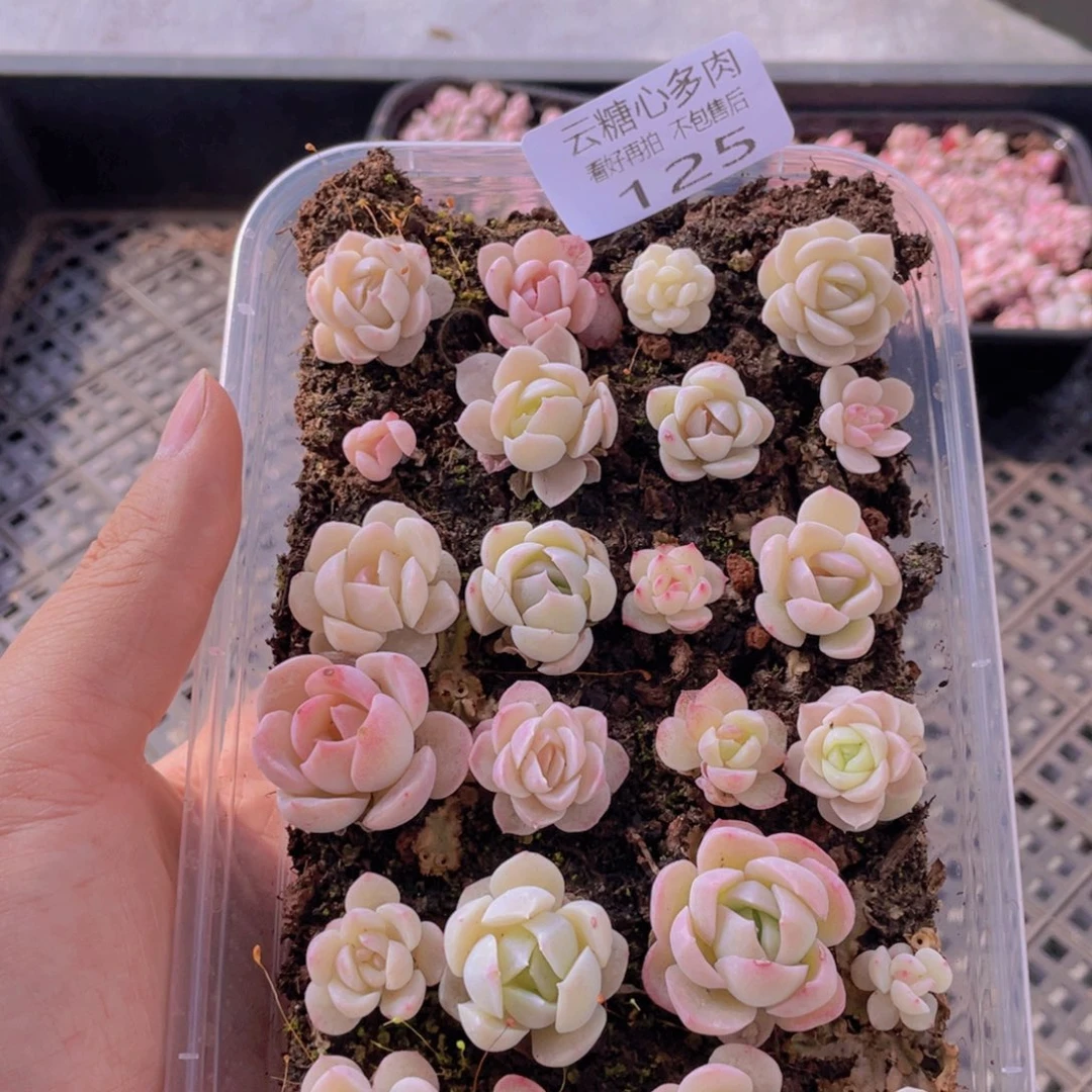 云糖心多肉植物125