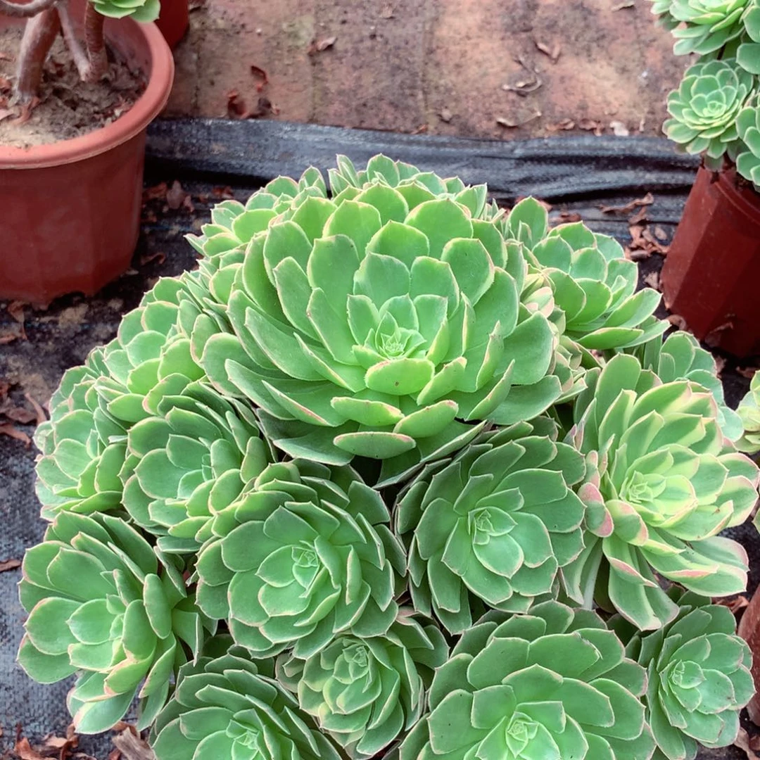 水中月变异，多肉植物
