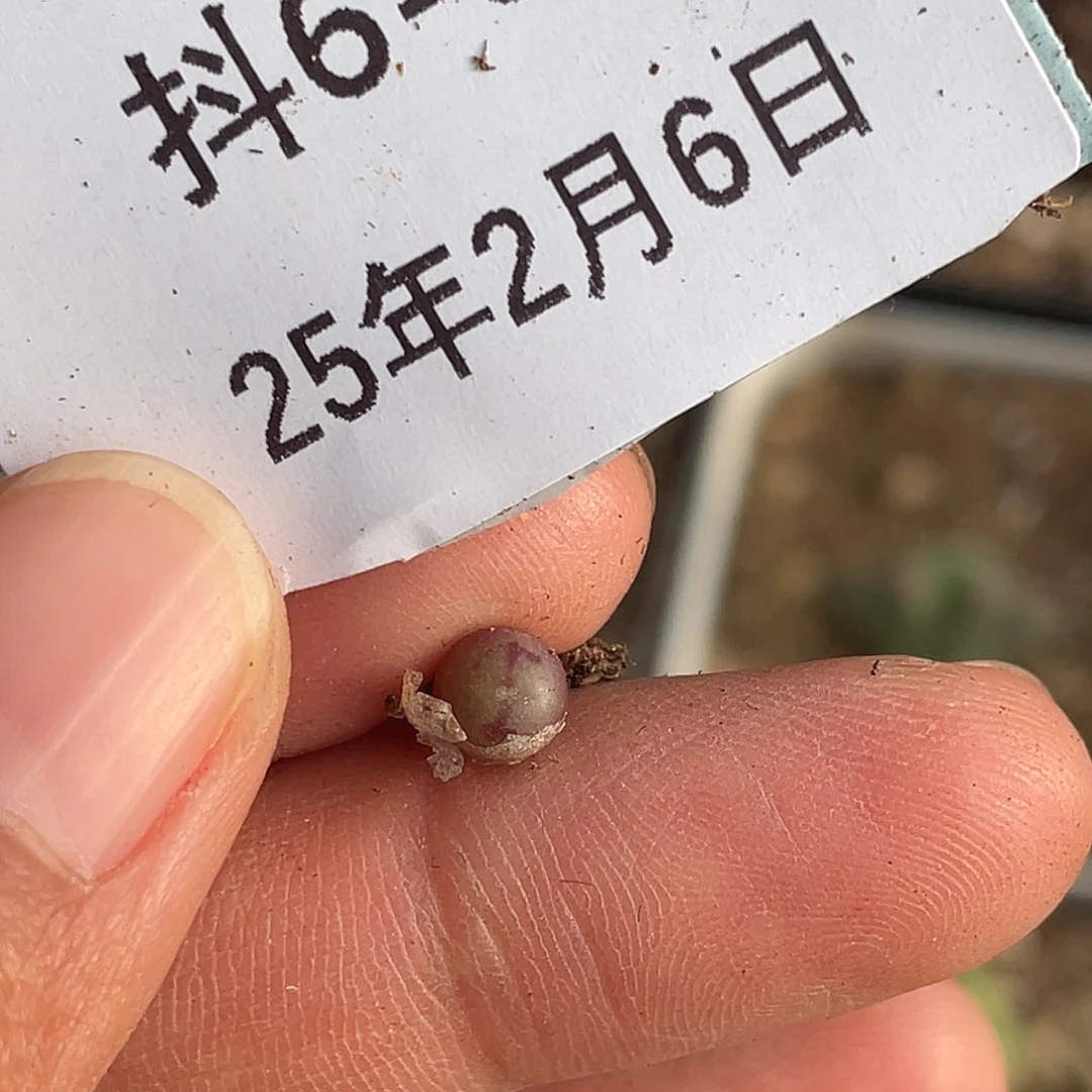 能****挂6-95肉锥多肉植物