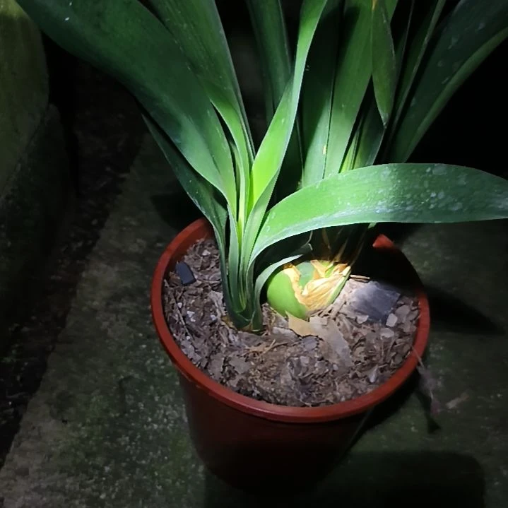 完全开放绿佛手芽