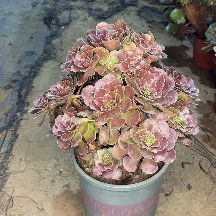 荷兰玫瑰多肉植物027