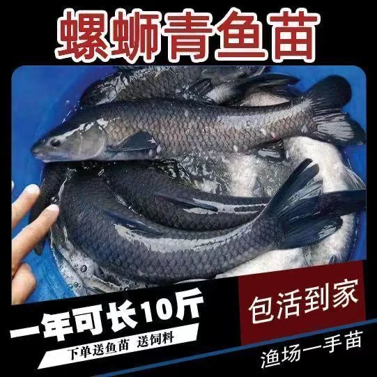 螺蛳青鱼苗好养水产养殖鱼塘水库垂钓园套养混养精选品种包活到手
