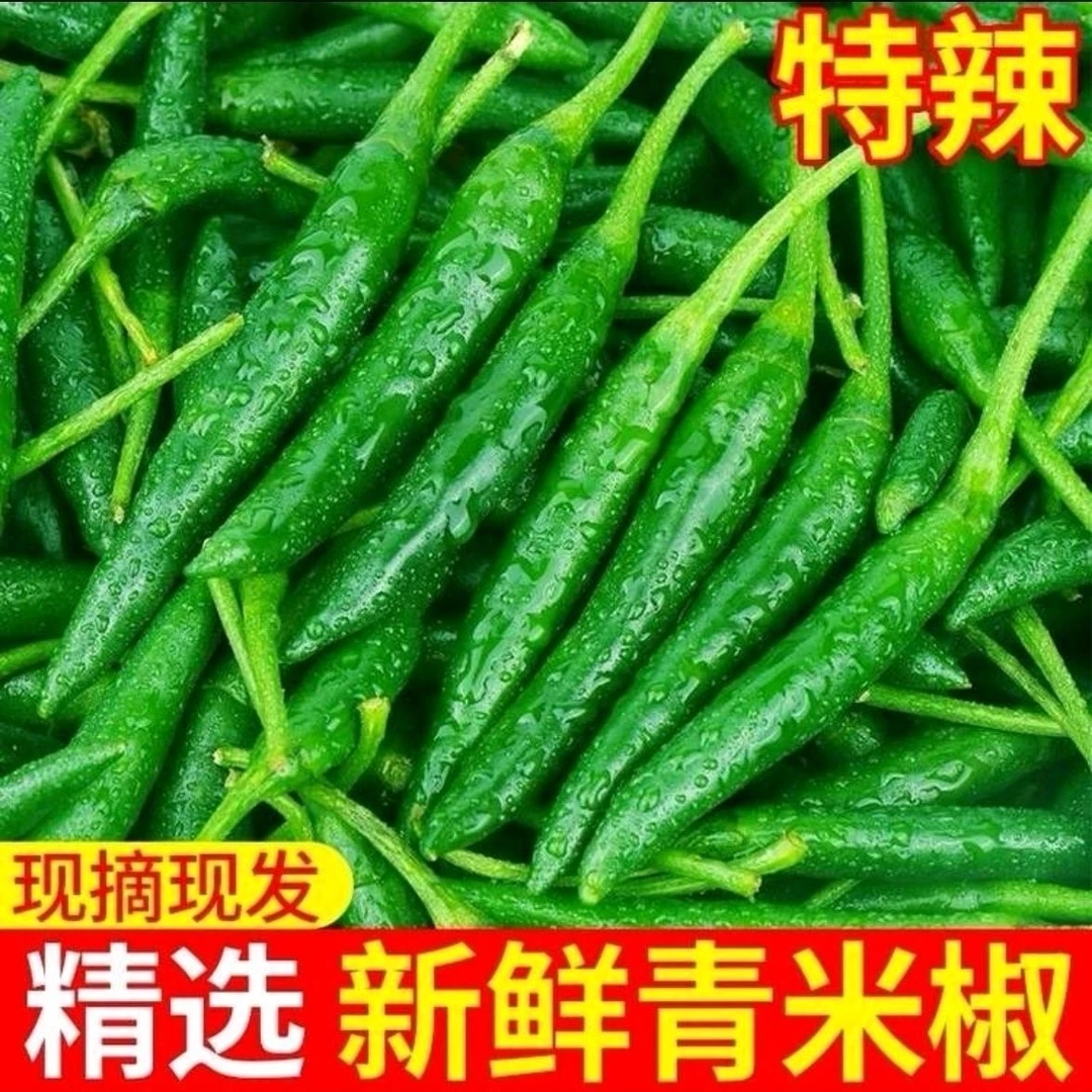 【限量抢5斤】山东头茬当季新鲜小米椒小青椒小米辣椒100g-5斤包邮