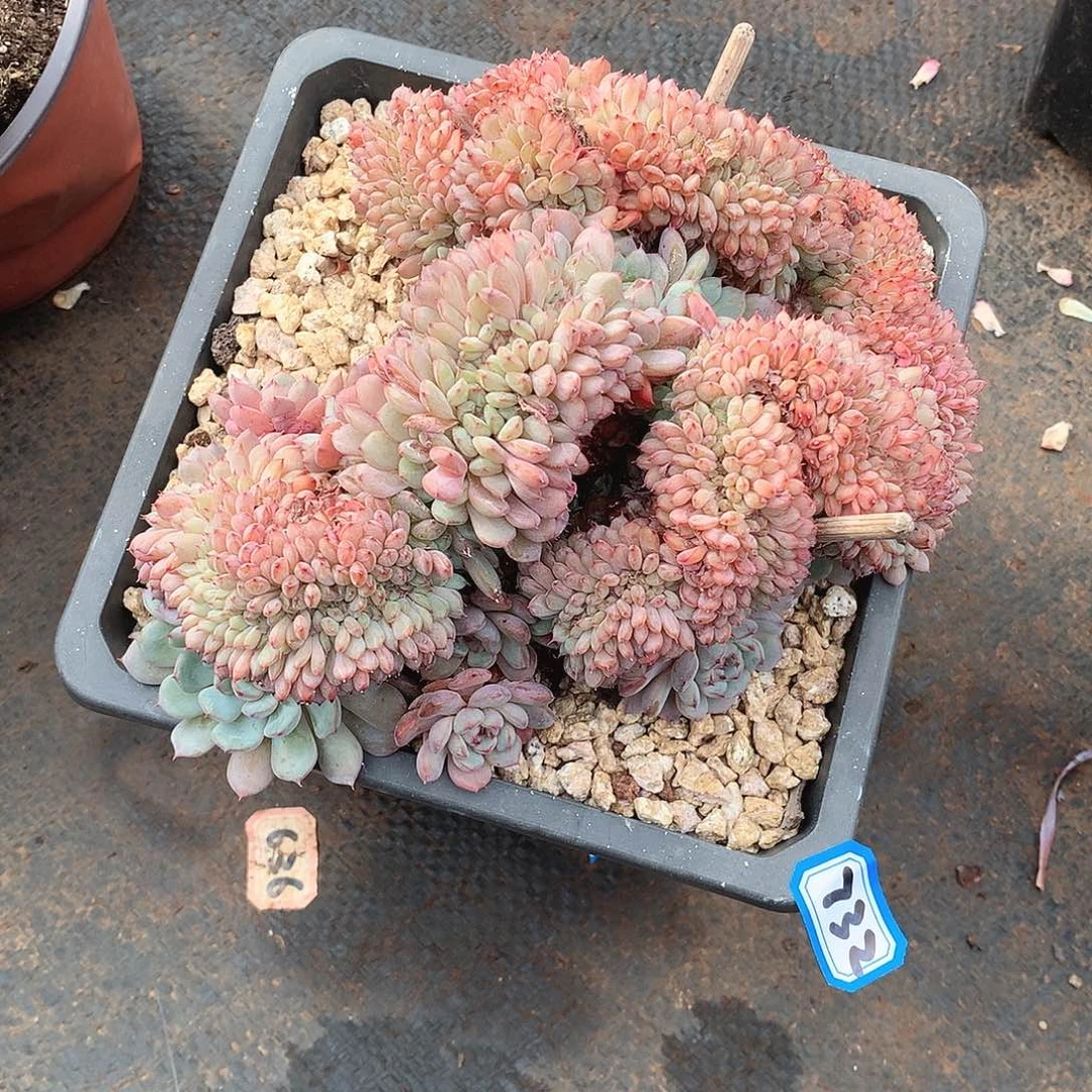 732白胖子 缀化 一物一拍多肉