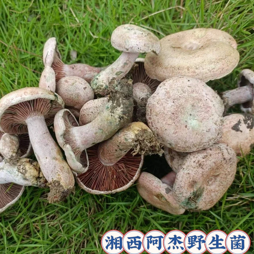 湖南高山野生新鲜乌枞菌松树菌寒菌三九菇/顺丰快递