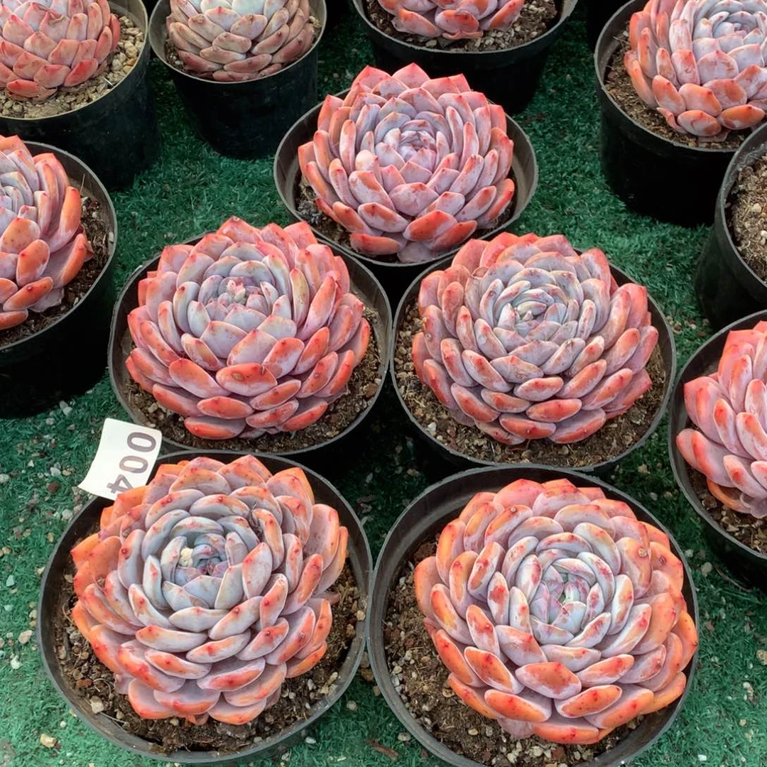 004橙子多肉植物组合