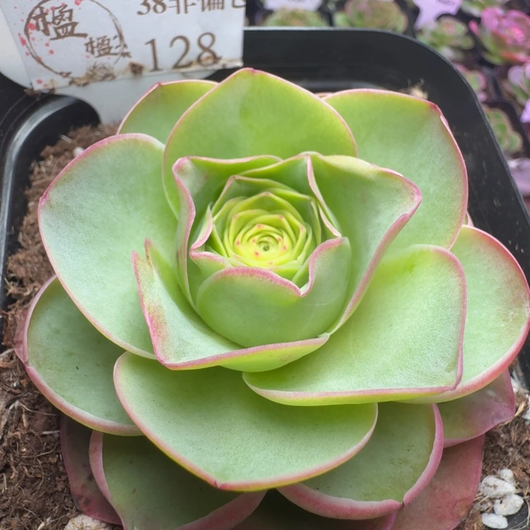 楹楹-128冠幅  7cm