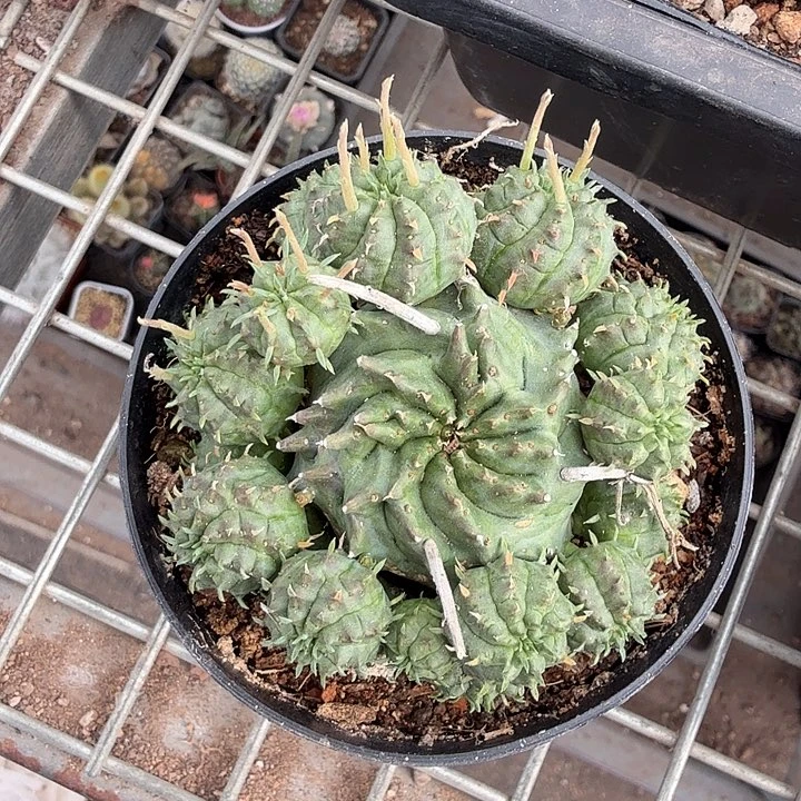 贵青玉手捧群7仙人球