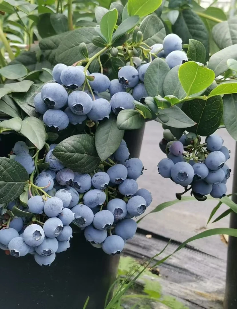 【我家只分享正宗云南澄江花香蓝莓】