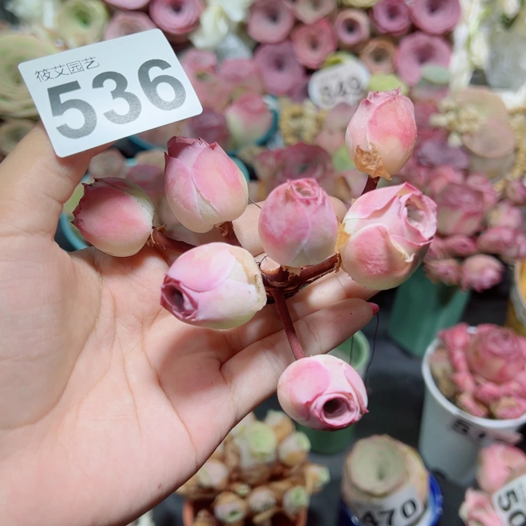 李****536紫玉飘枝群。
