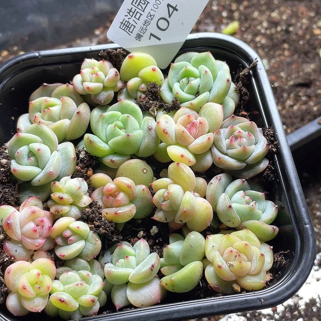 j***5珍妮混一物一拍104