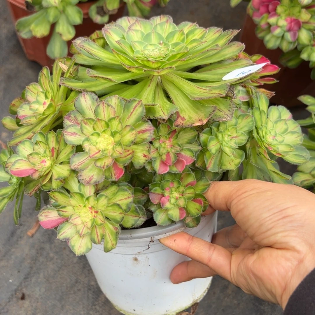 107知否多肉嘻嘻嘻