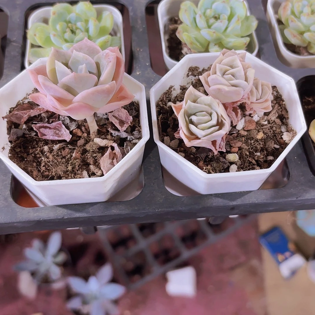 精品可爱玫瑰多肉植物